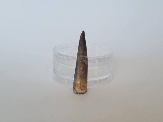 2.5" Plesiosaurus Tooth