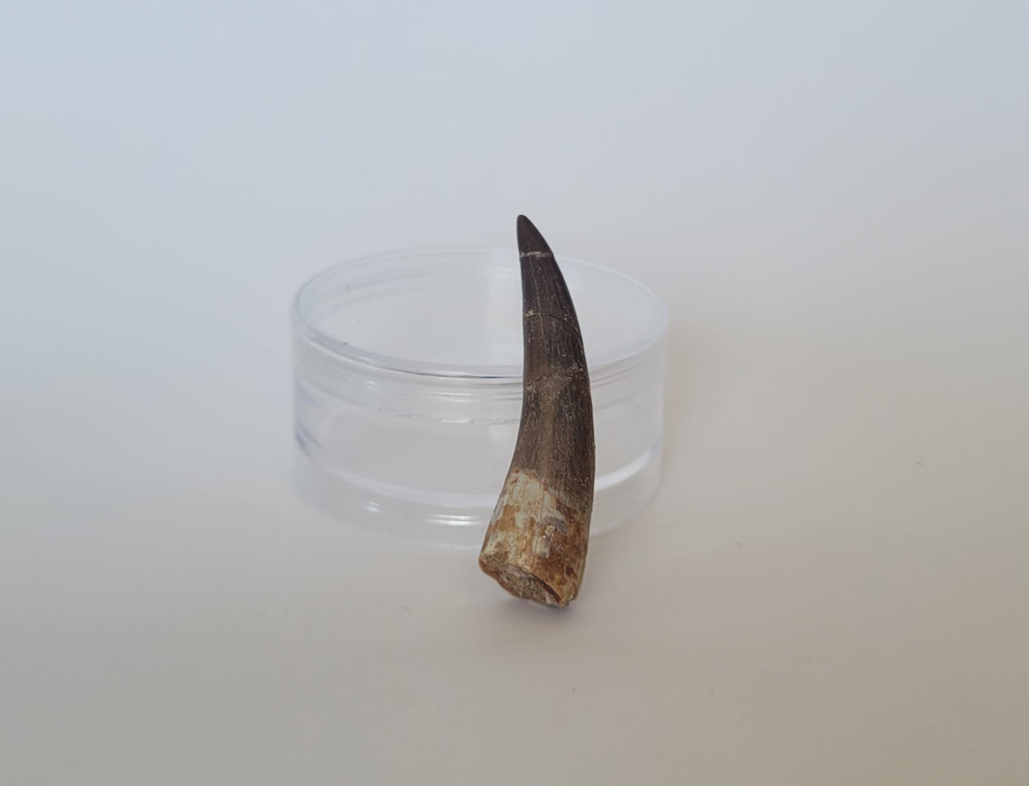 2.5" Plesiosaurus Tooth