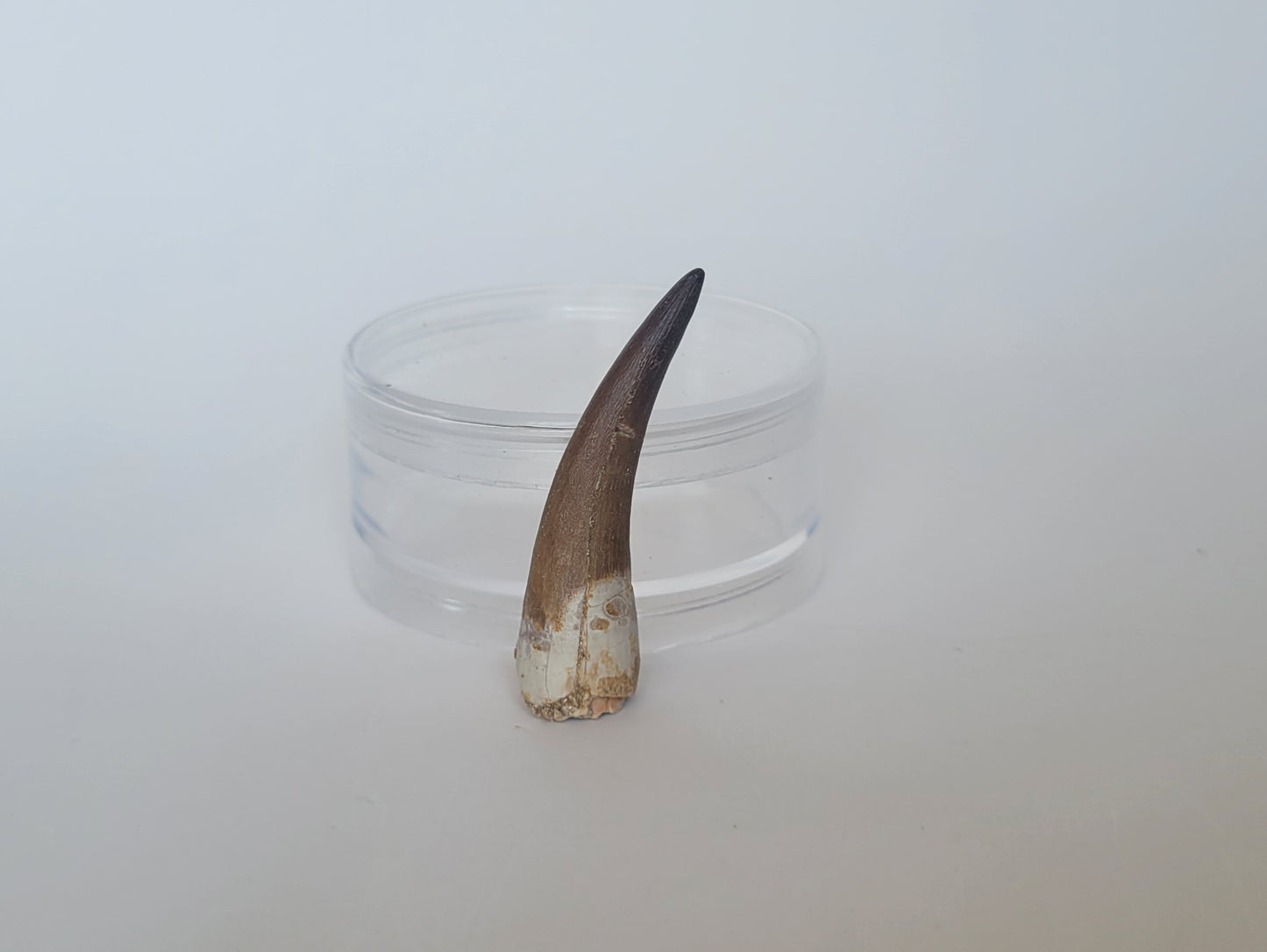 2.2" Plesiosaurus Tooth