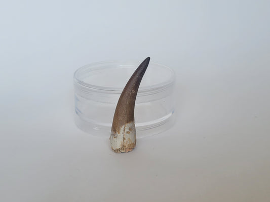 2.2" Plesiosaurus Tooth