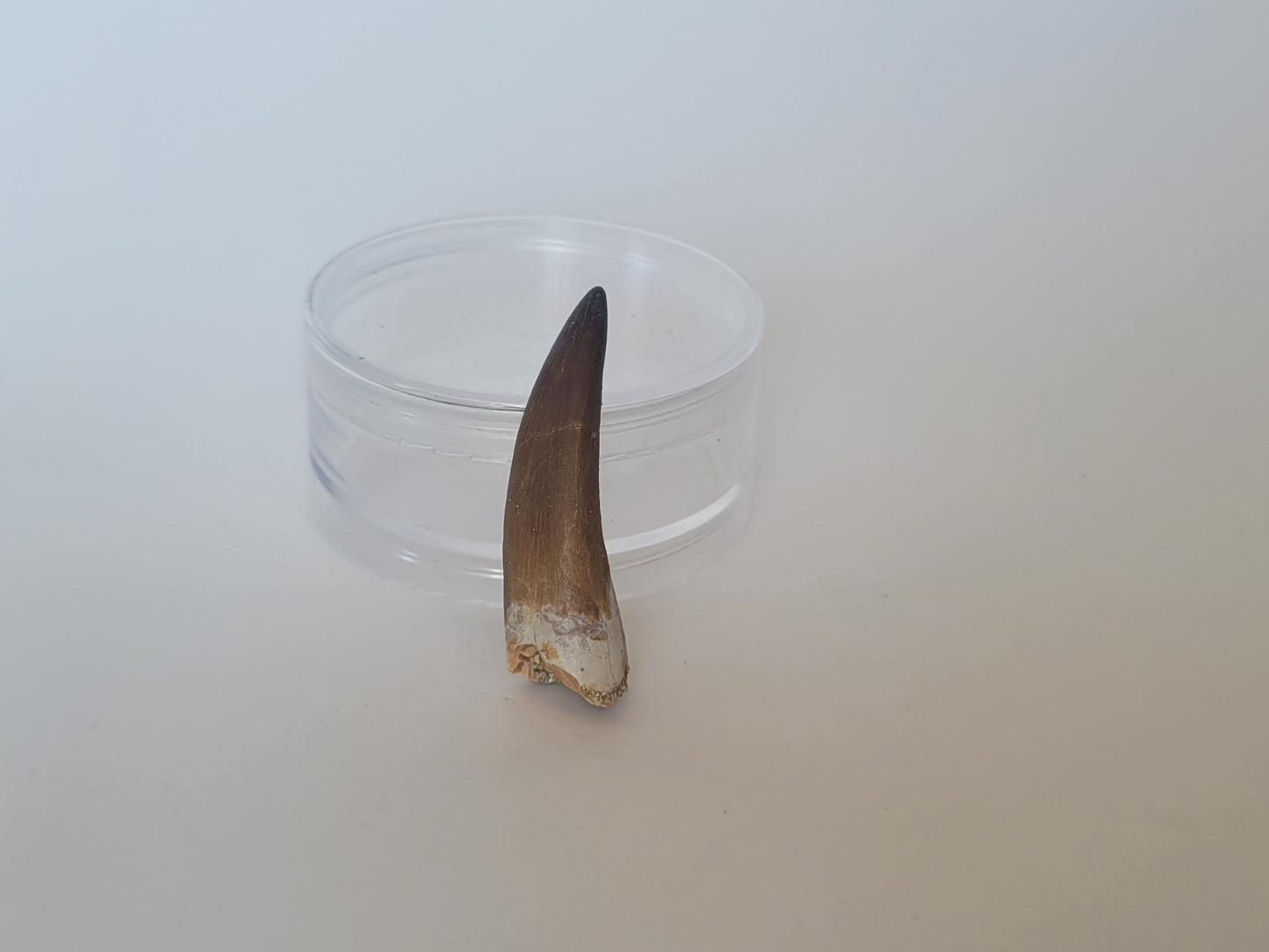 2.2" Plesiosaurus Tooth