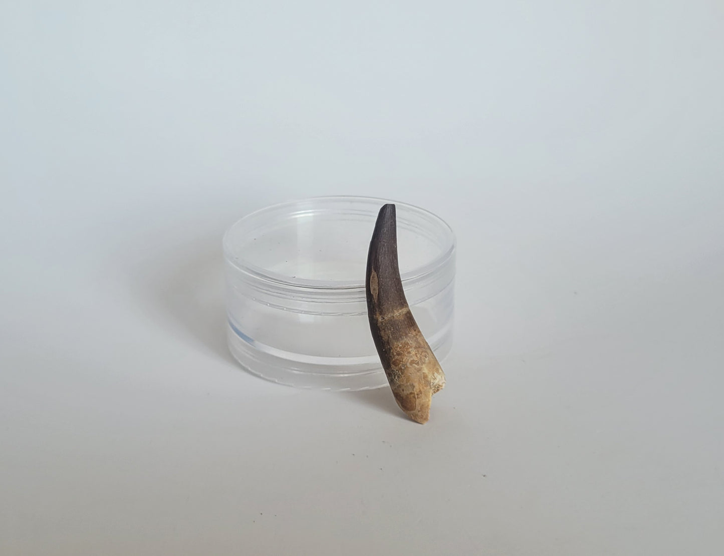 2.1" Plesiosaurus Tooth