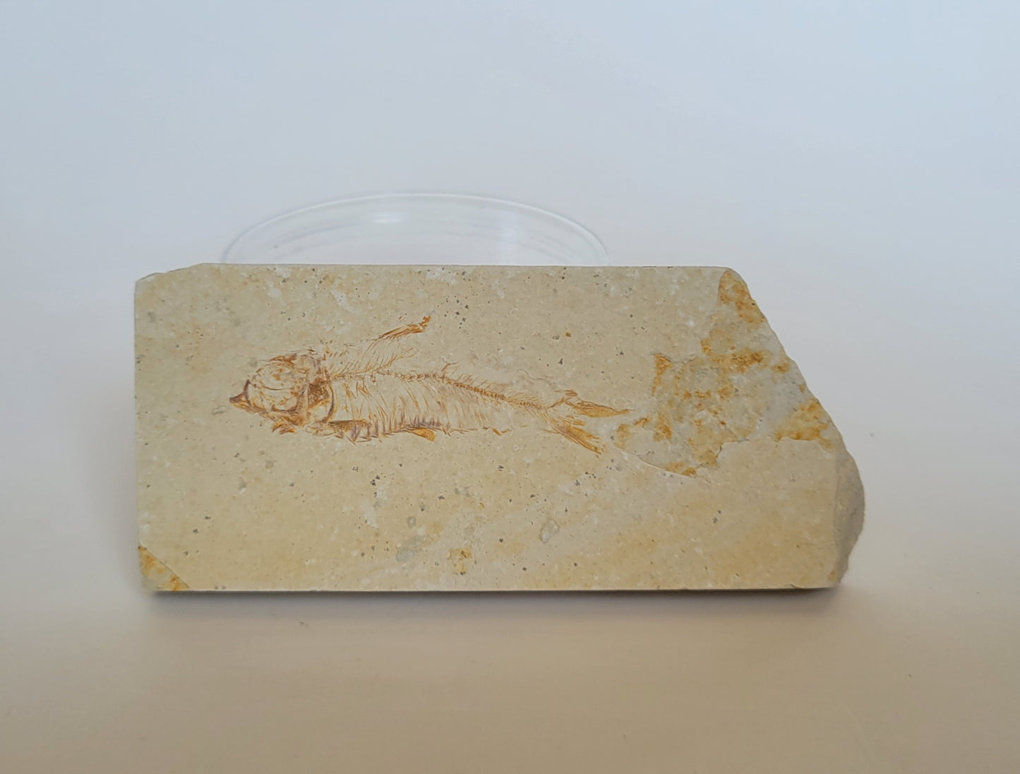 2.25" Knightia Fossil Fish