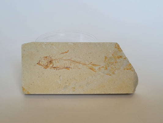 2.5" Knightia Fish Fossil