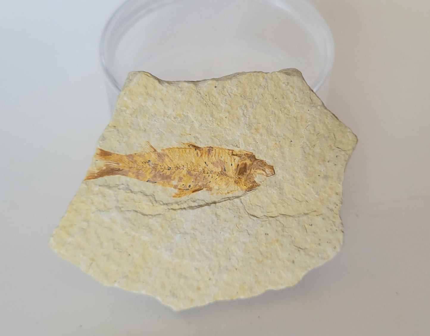 1.75" Detailed Knightia Fish Fossil