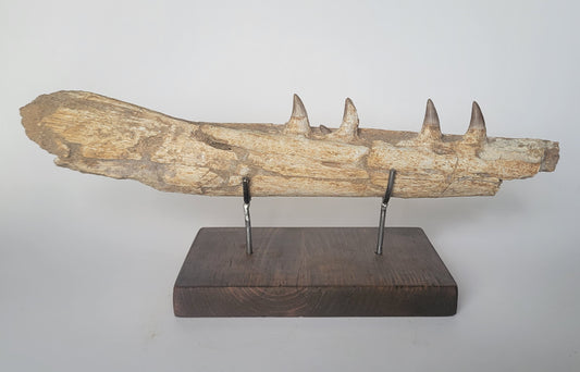 11.75" Rare Mosasaur Jaw Gavialimimus almaghribensis