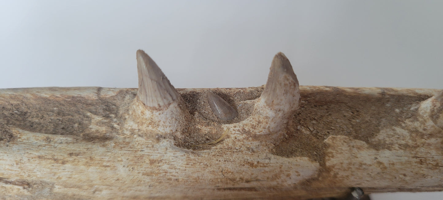 11.75" Rare Mosasaur Jaw Gavialimimus almaghribensis