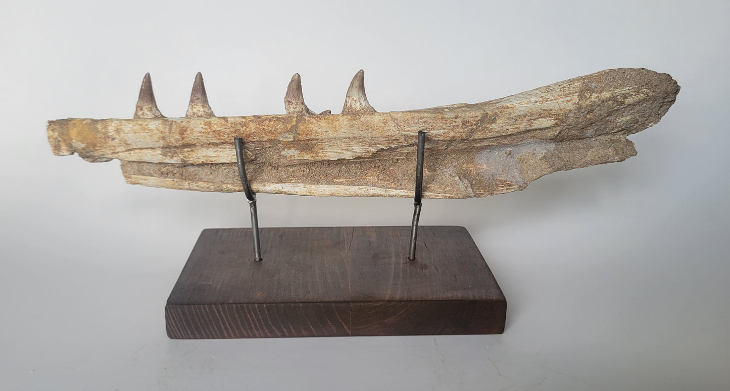 11.75" Rare Mosasaur Jaw Gavialimimus almaghribensis