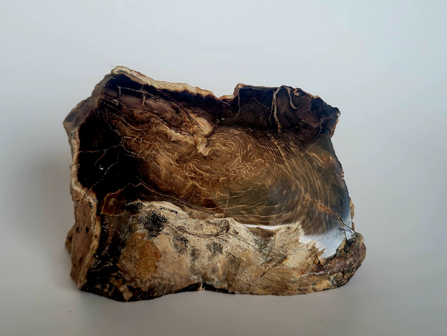 512G Polished Petrified Wood