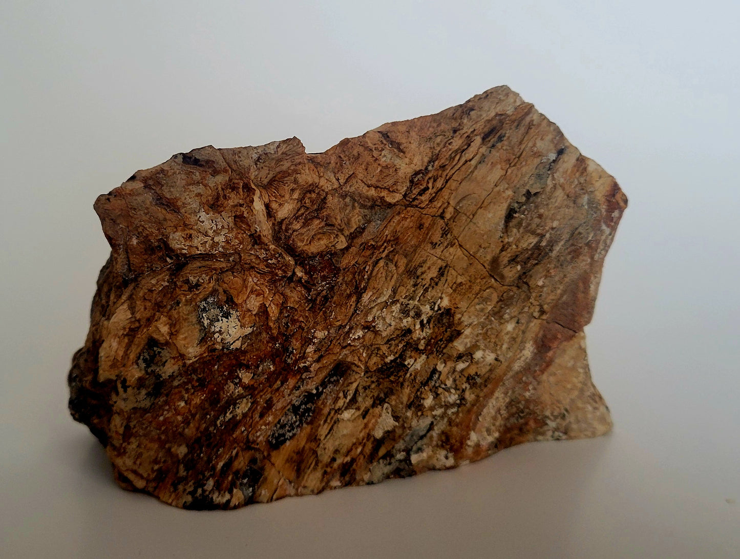 512G Polished Petrified Wood