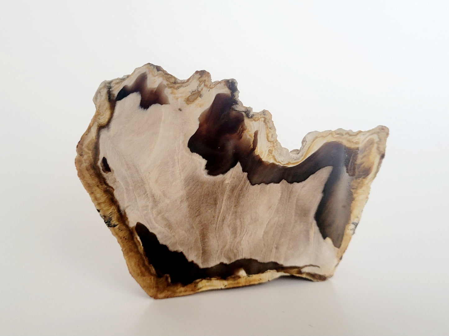 144G Polished Petrified Wood