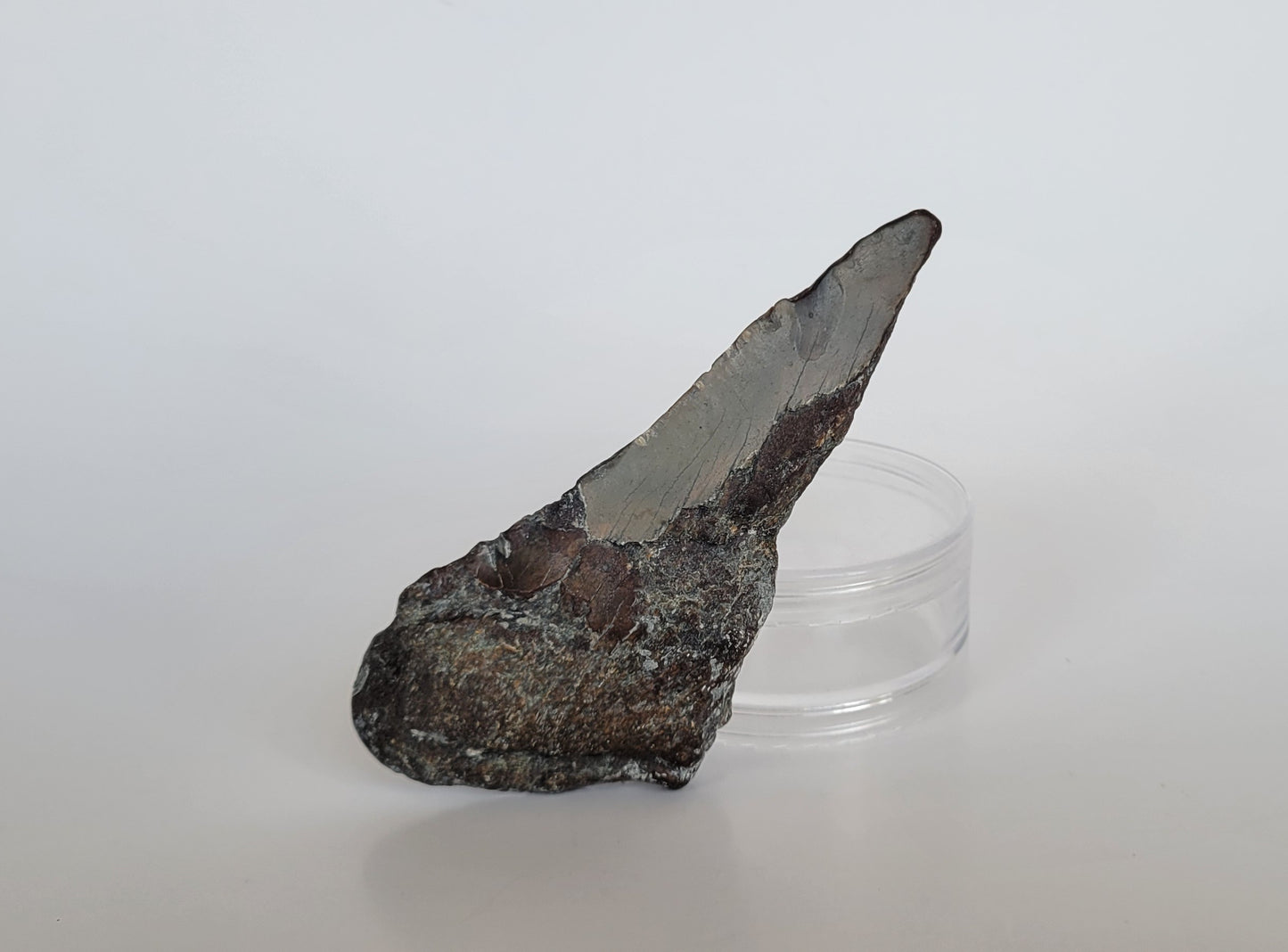 4.75" Partial Megalodon Tooth