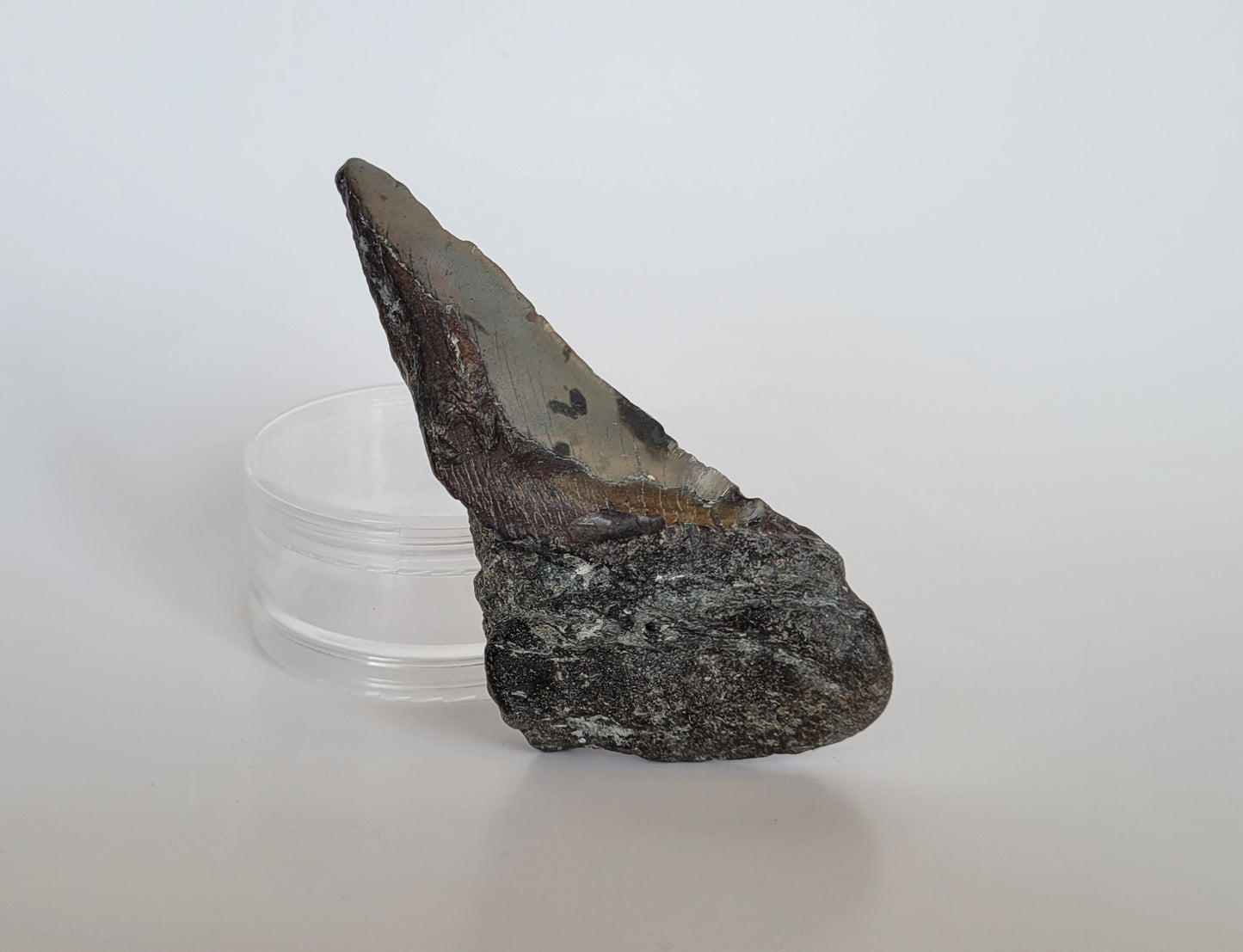 4.75" Partial Megalodon Tooth