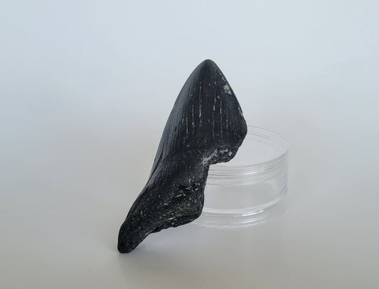 4.1" Partial Megalodon Tooth