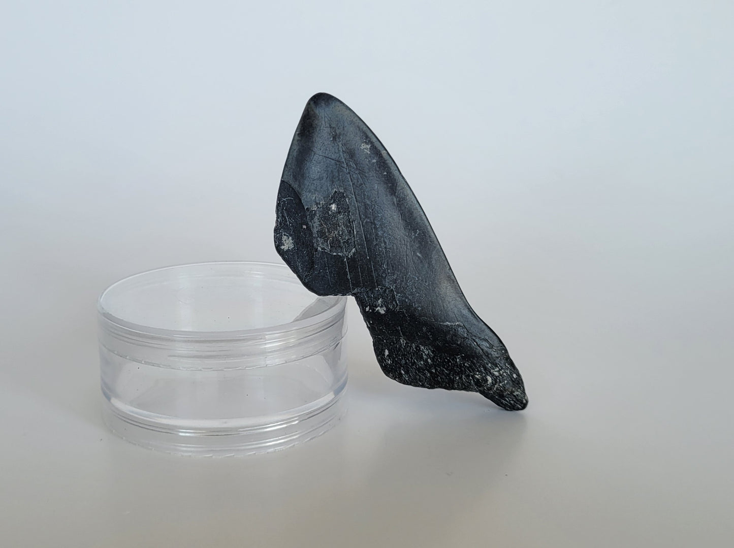 4.1" Partial Megalodon Tooth