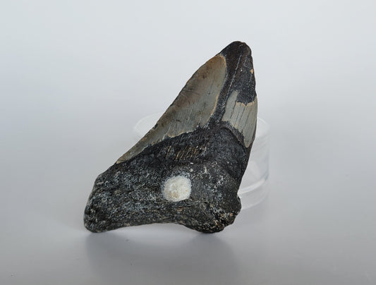 4.15" Partial Megalodon Tooth