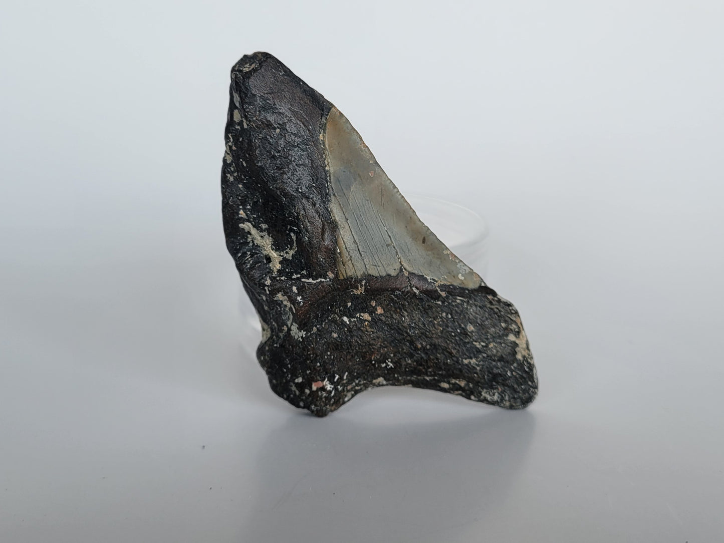 4.15" Partial Megalodon Tooth