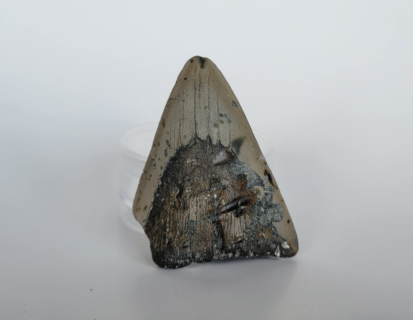 3.3" Partial Megalodon Tooth