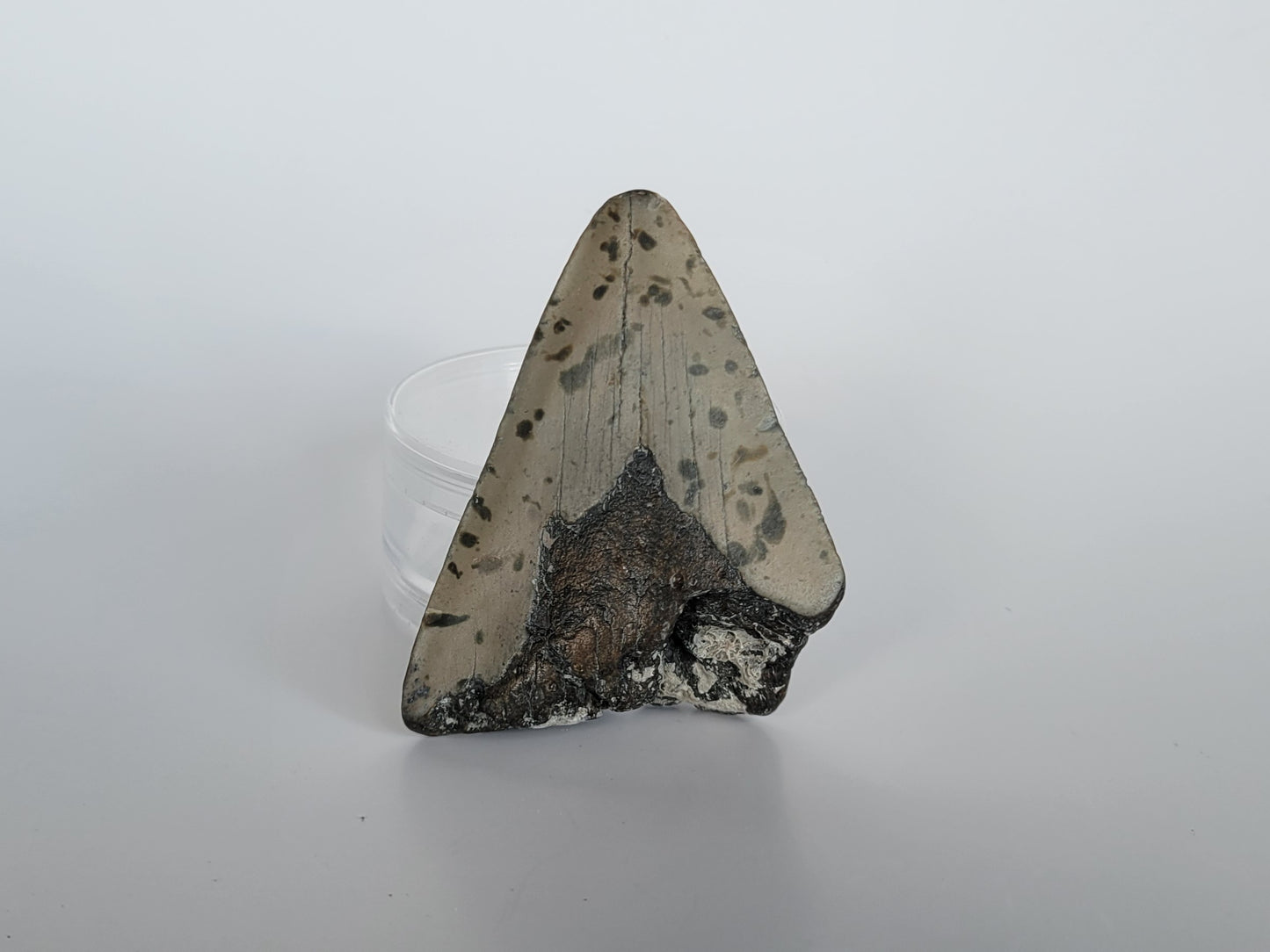 3.3" Partial Megalodon Tooth