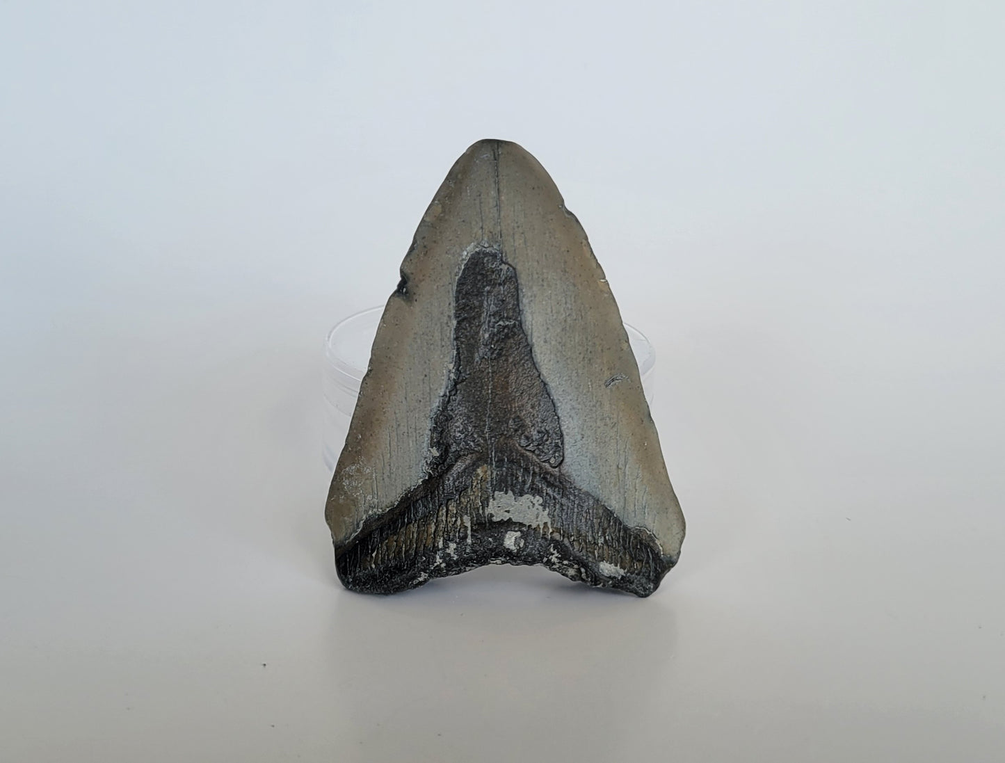 3.5" Partial Megalodon Tooth