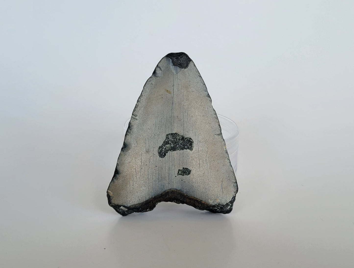 3.5" Partial Megalodon Tooth