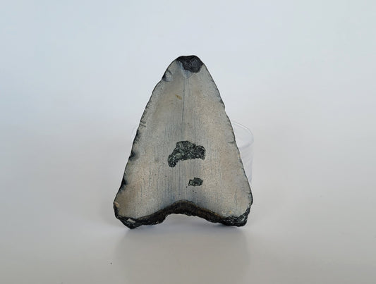 3.5" Partial Megalodon Tooth