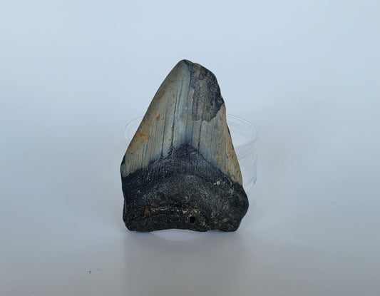 3.25" Partial Megalodon Tooth