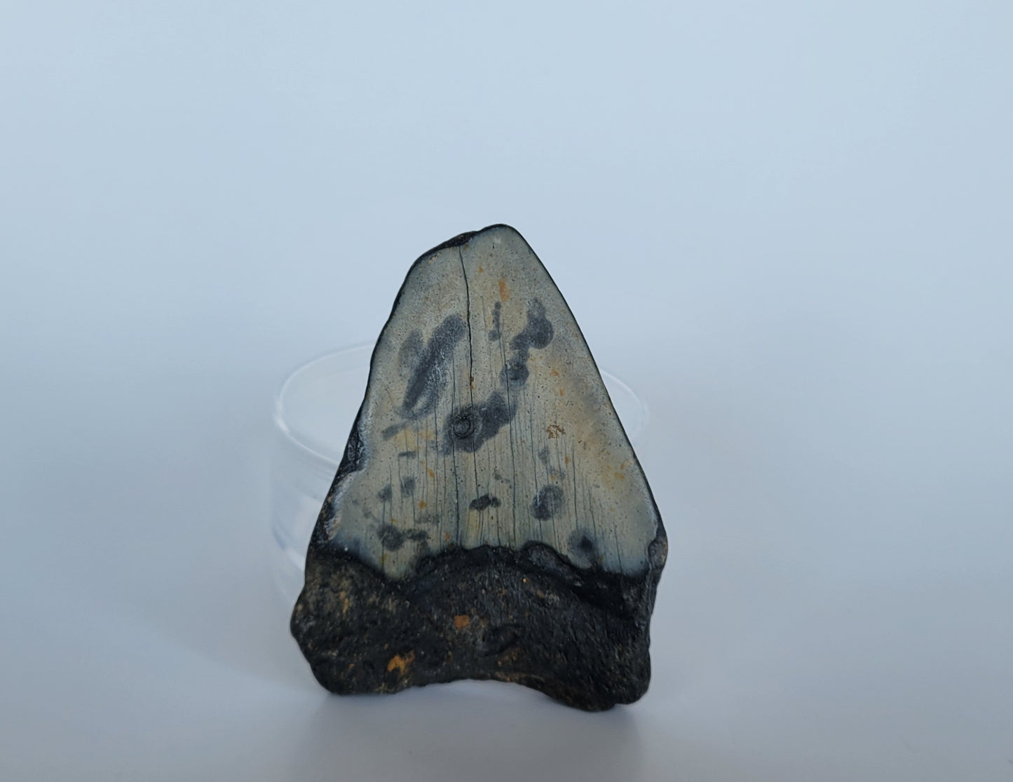 3.25" Partial Megalodon Tooth