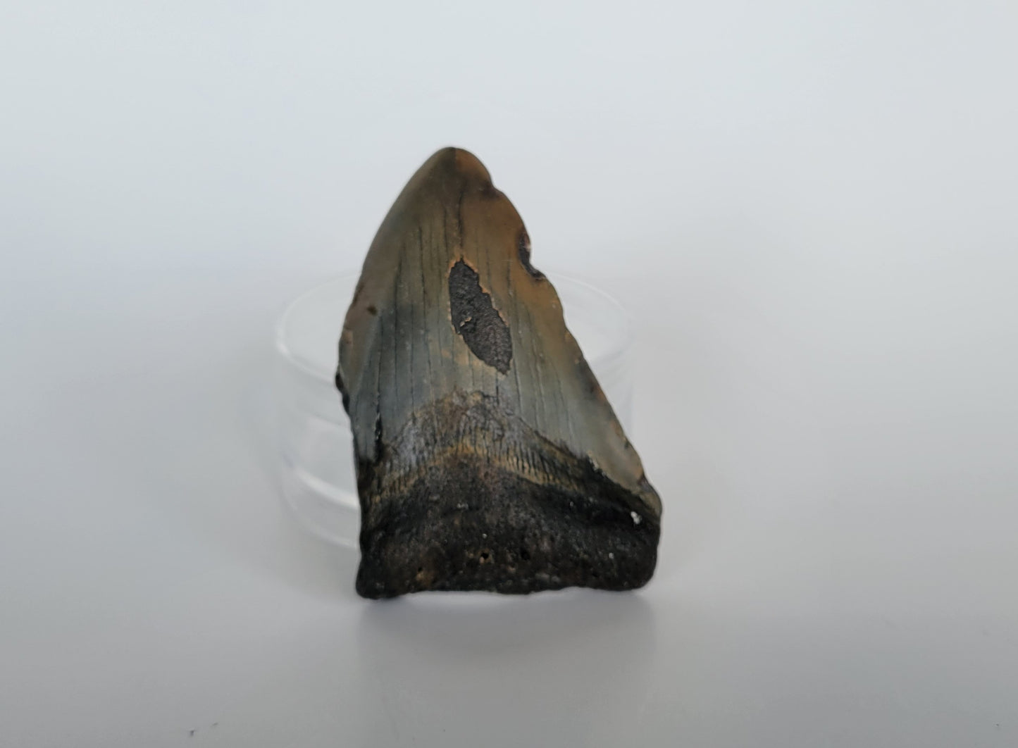 3.22" Partial Megalodon Tooth