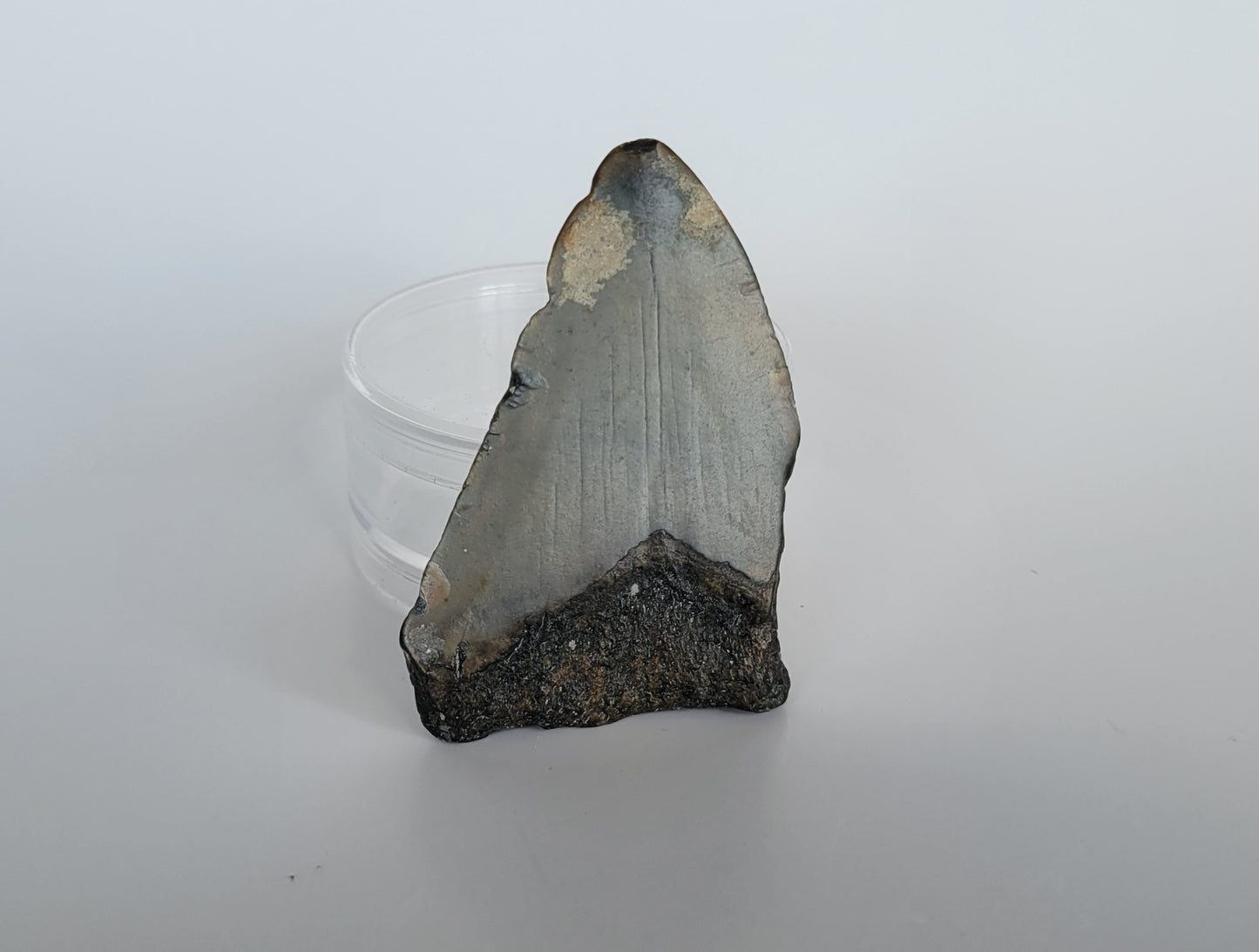 3.22" Partial Megalodon Tooth