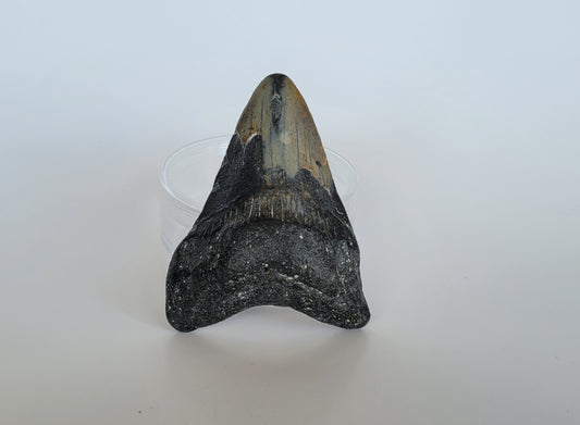 3.3" Megalodon Tooth