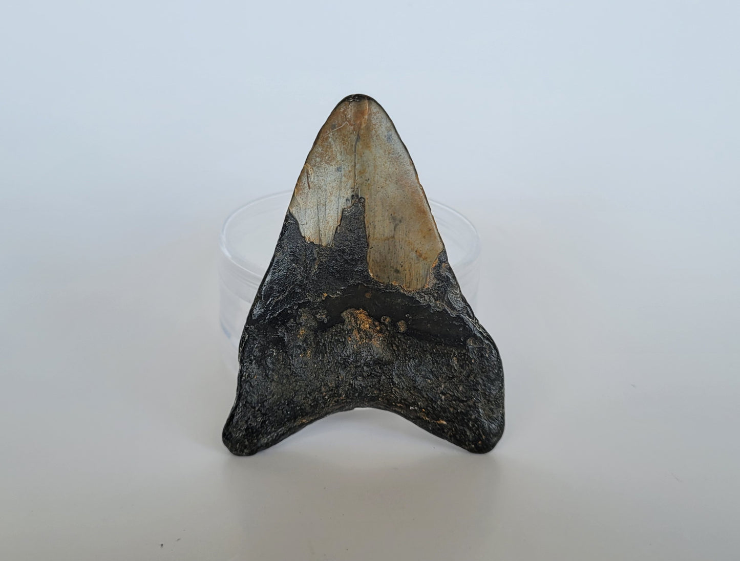 3.3" Megalodon Tooth