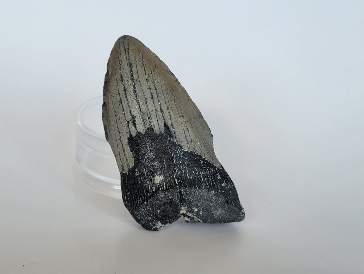 4.1" Partial Megalodon Tooth