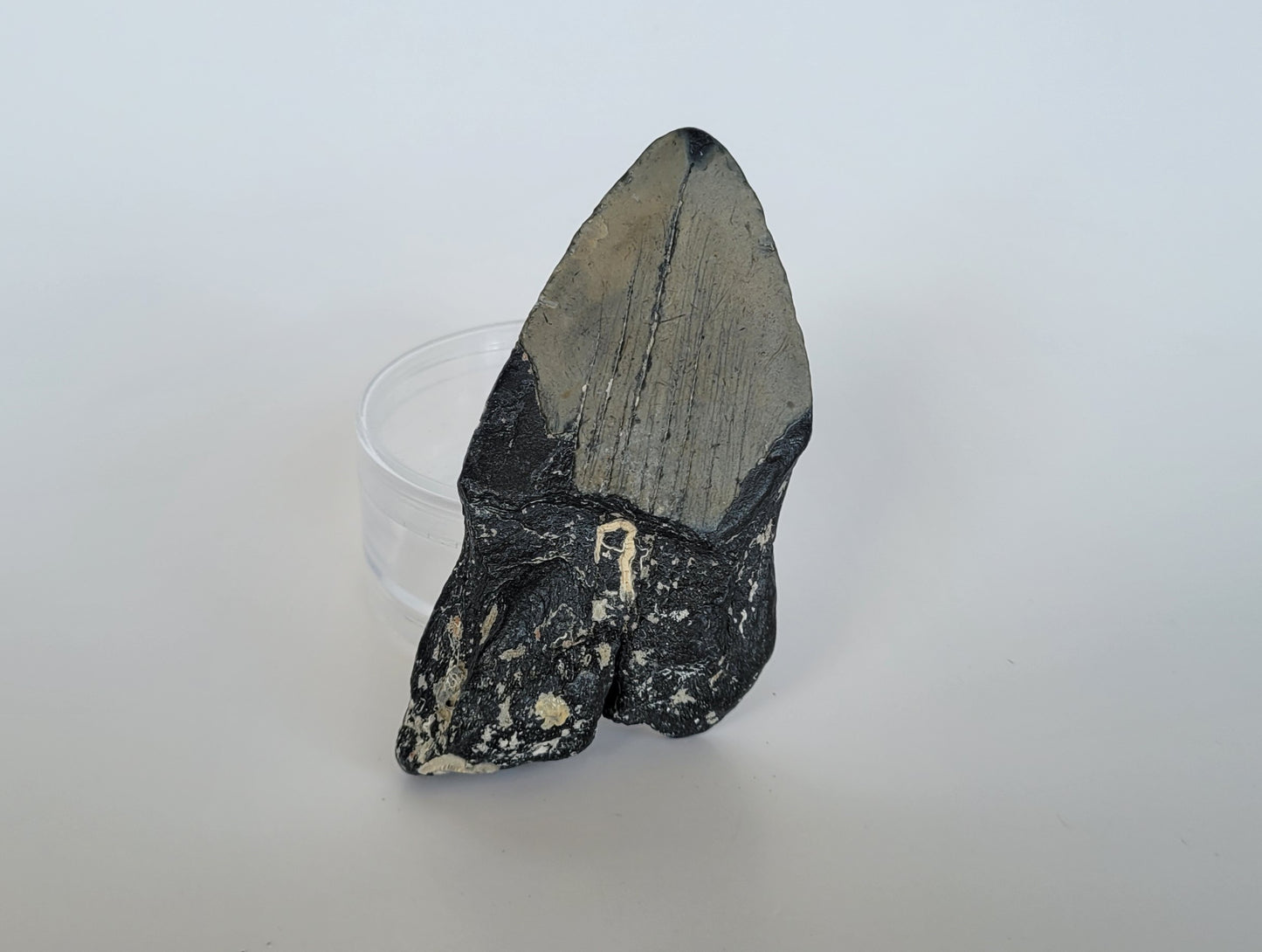 4.1" Partial Megalodon Tooth