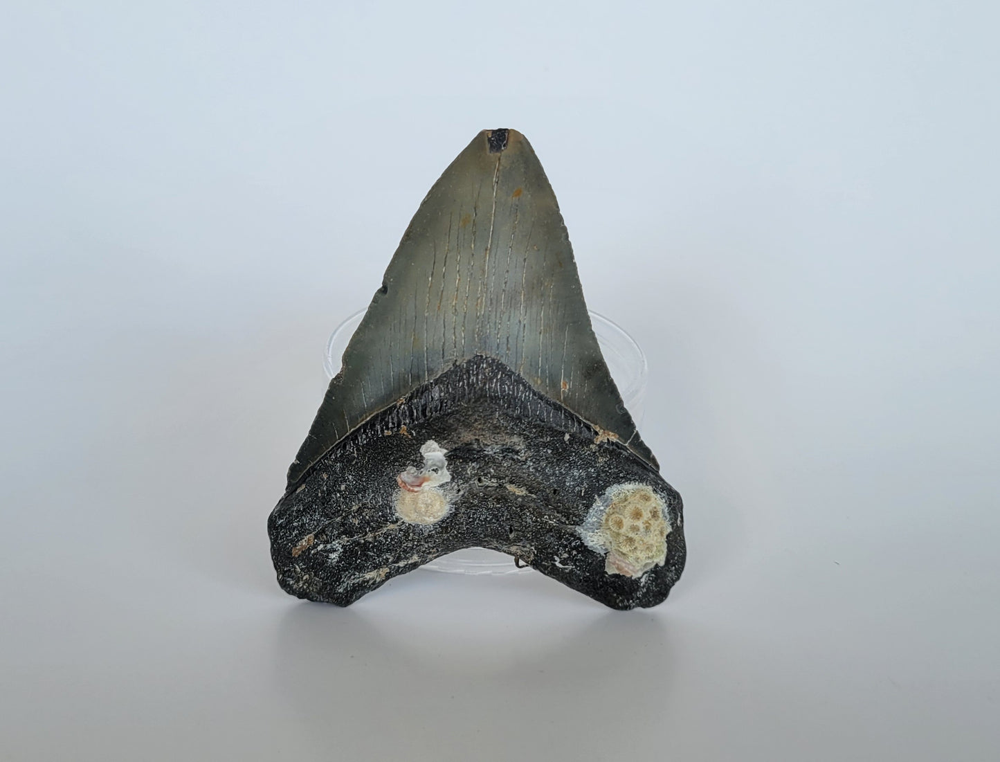 3.75" Megalodon Tooth