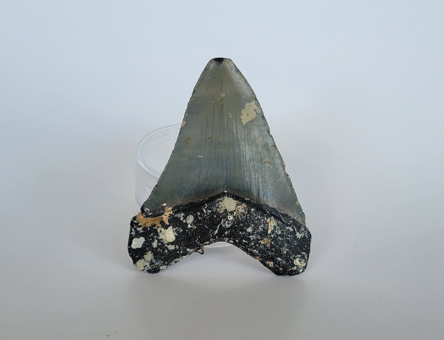 3.75" Megalodon Tooth