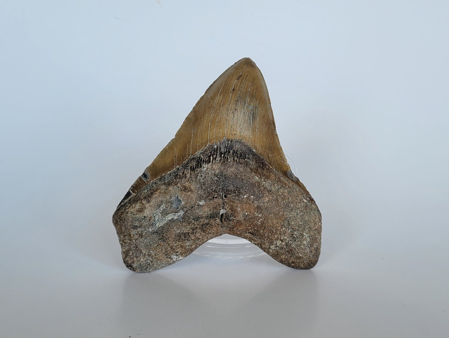 4.38" Megalodon Tooth