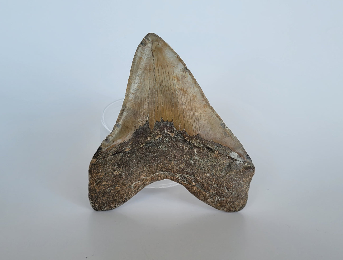 4.38" Megalodon Tooth