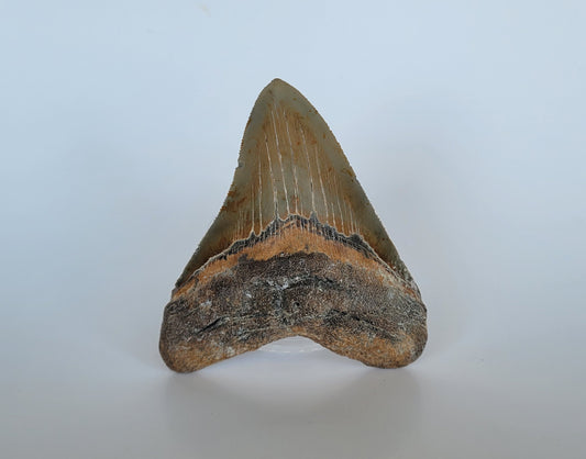 4.57" Megalodon Tooth