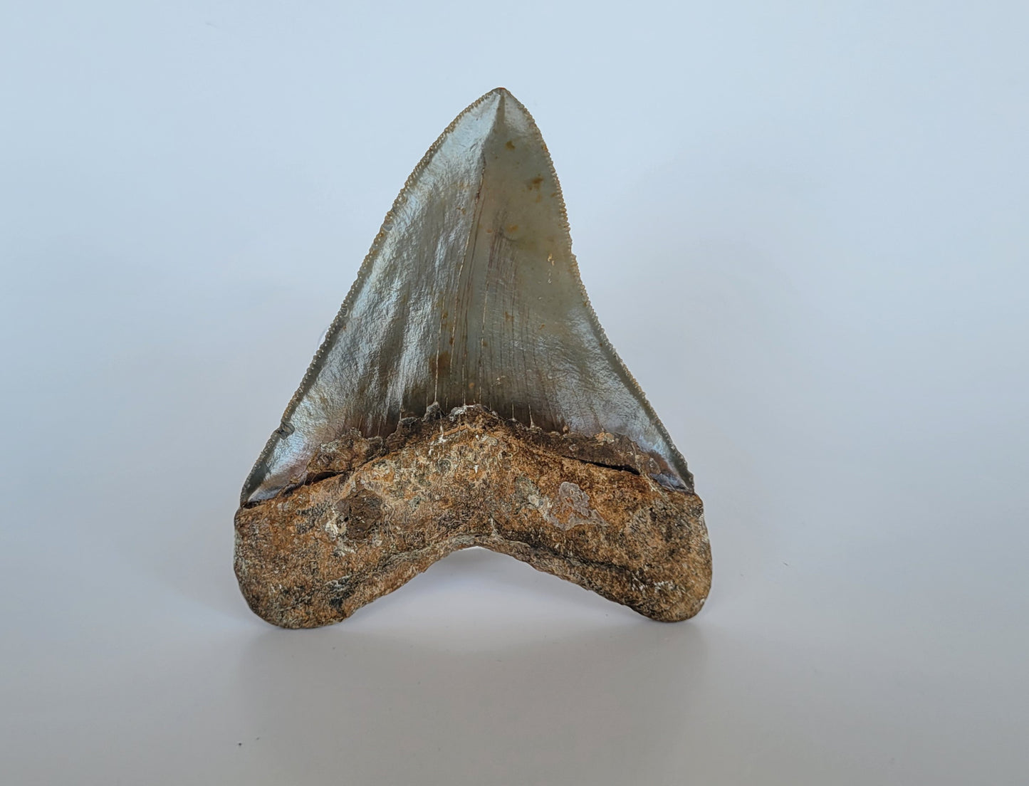 4.57" Megalodon Tooth