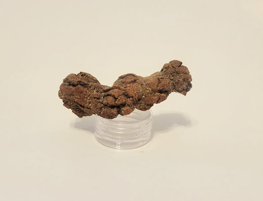 43g Coprolite (Madagascar)