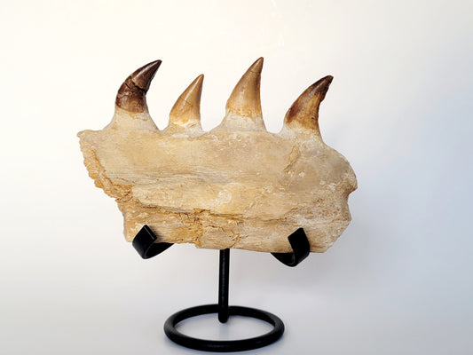 5.28" Mosasaur Jaw Bone