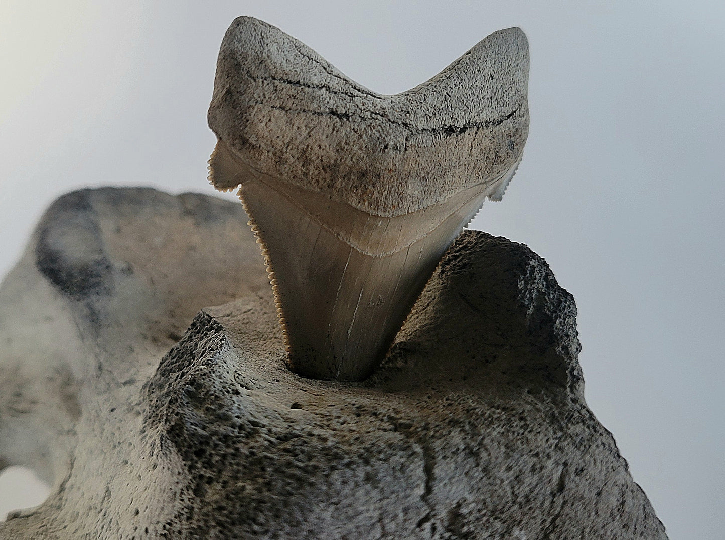 Agustidens Megalodon Tooth In Whale Vertabrae