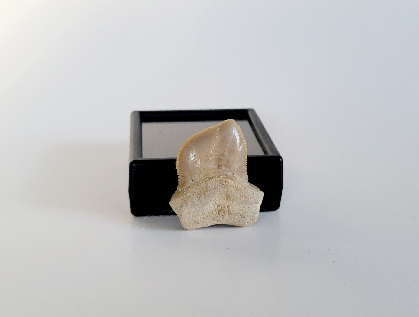 Squalicorax Bassanii Shark Tooth