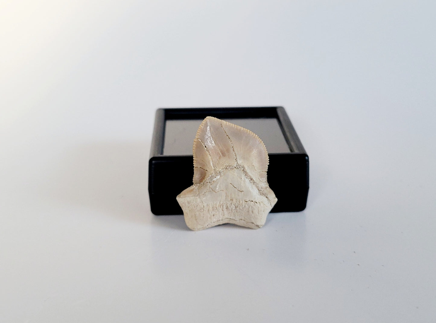 Squalicorax Bassanii Shark Tooth