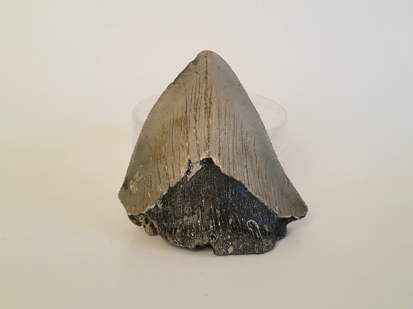 2.92" Partial Megalodon Tooth