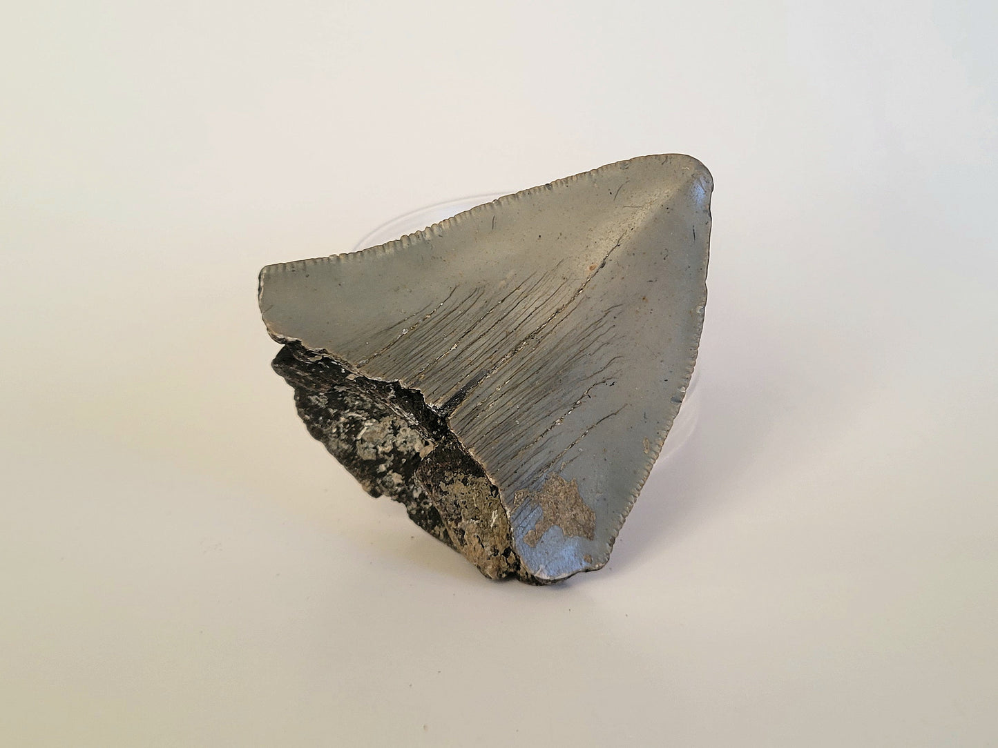 2.92" Partial Megalodon Tooth