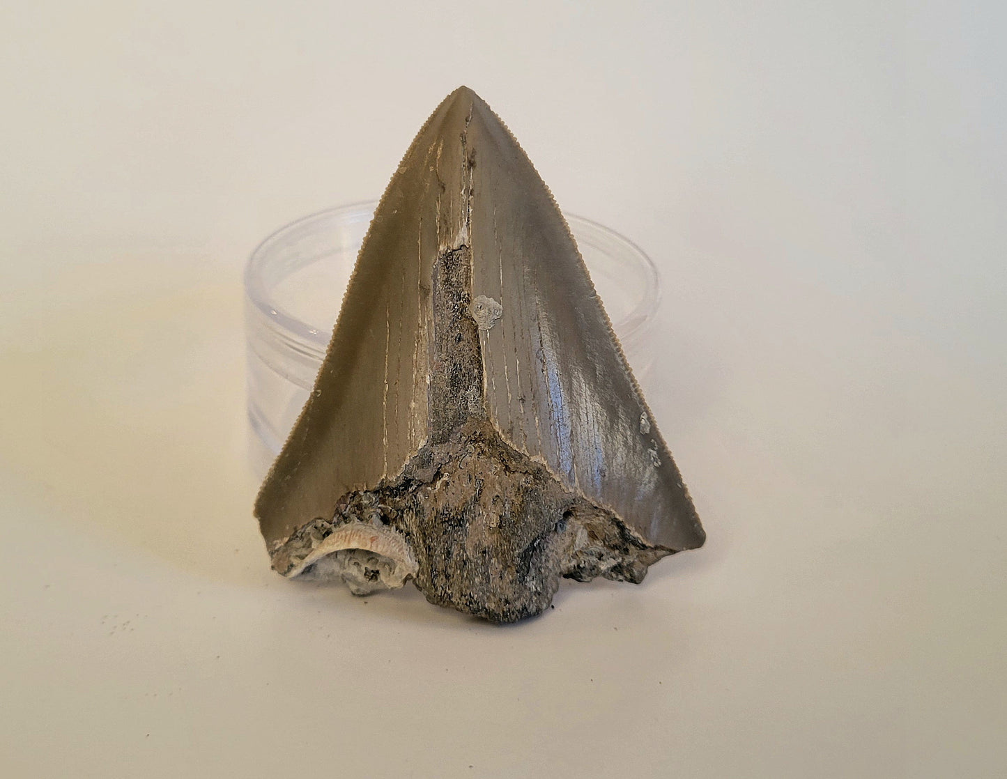 2.95" Partial Megalodon Tooth