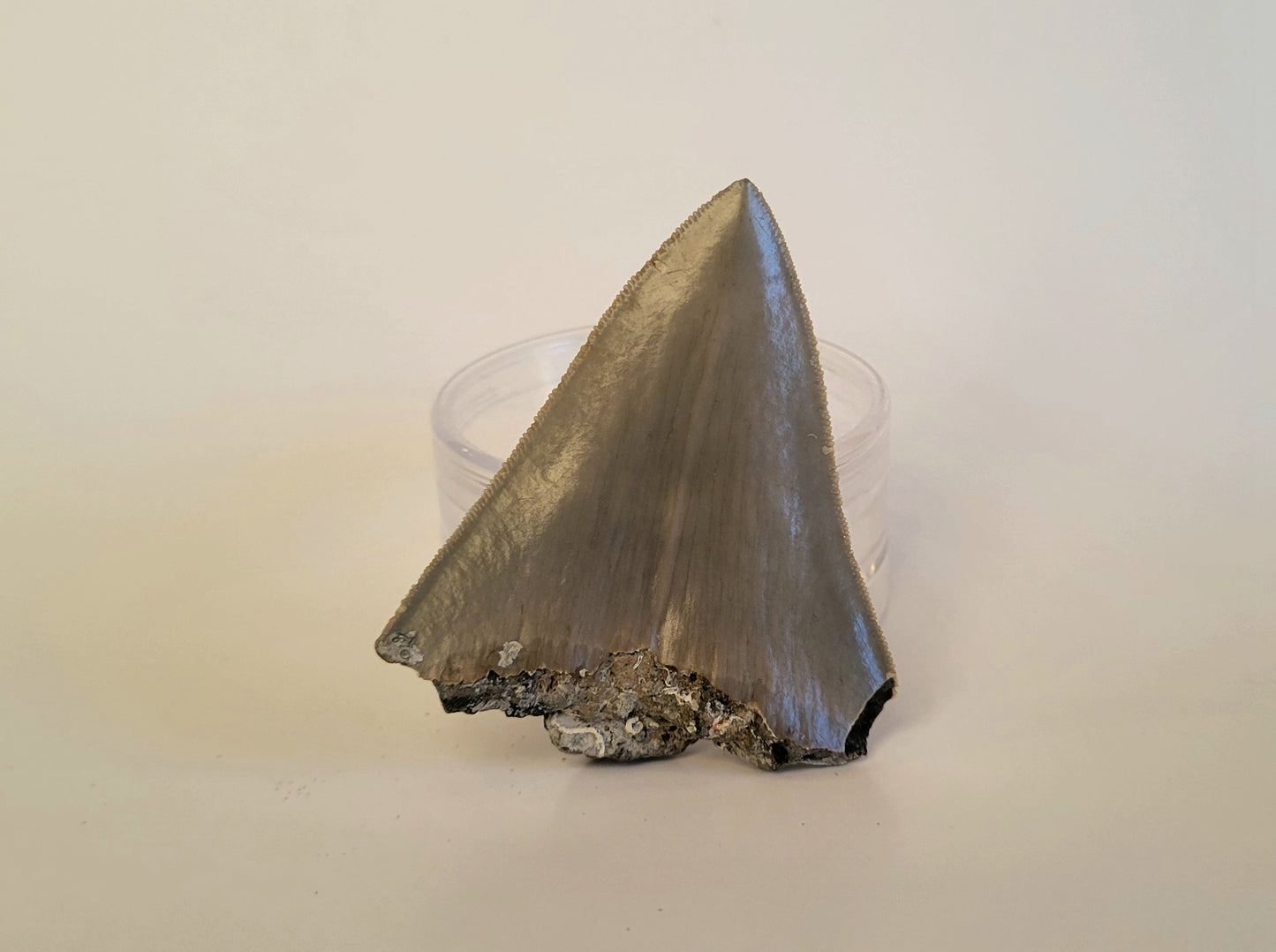 2.95" Partial Megalodon Tooth