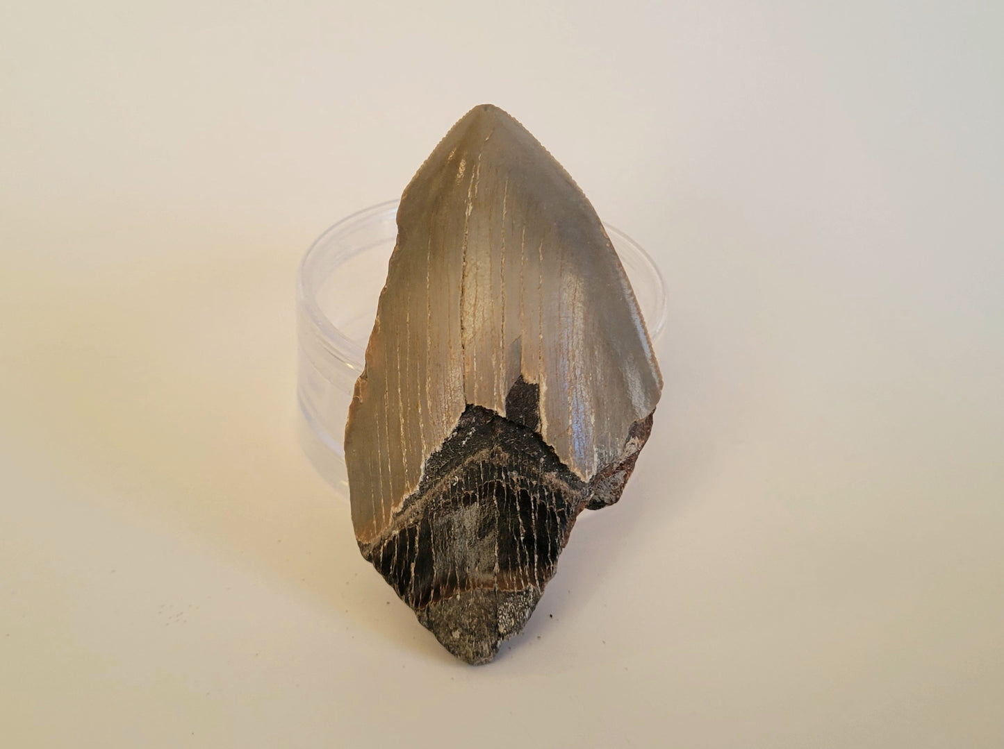 3.48" Partial Megalodon Tooth